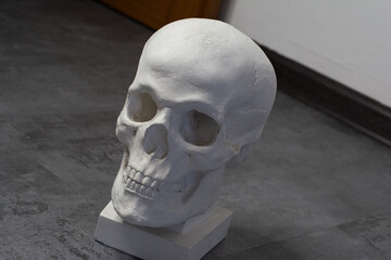 Plaster Skull