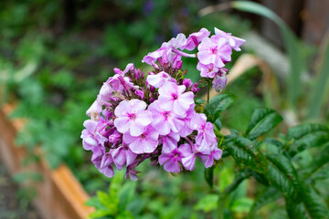 Purple flower