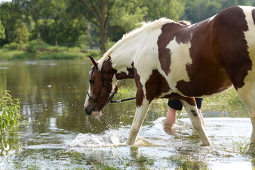 Badetag, schönes geschecktes Pferd geht ins Wasser
