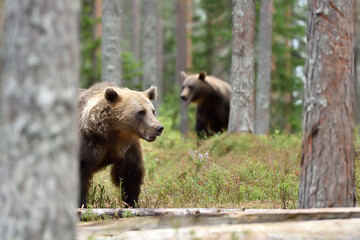 Obraz na płótnie Canvas two brown bears in the forest scenery
