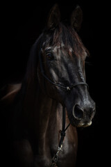Fototapeta na wymiar Black horse portrait with black background