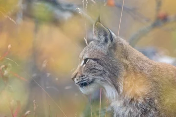 Fotobehang The Eurasian lynx - Lynx lynx - adult animal in autum colored vegetation © Lillian