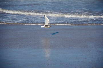 Fototapeta na wymiar White seagull with negative head flying over the sea.