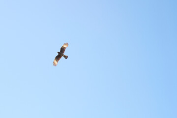 Eagle flying in the clear sky, seen from below with the sun shining on its wings.