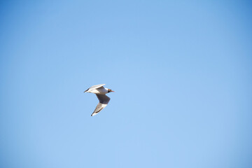 White seagull with negative head flying over the sea.