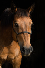 Brown horse portrait with black background