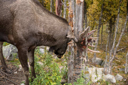 Moose or Elk - Alces alces - rubbing its antlers against a tree