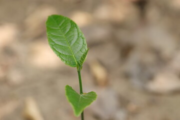 small plant of jackfruit fruit growing in the garden