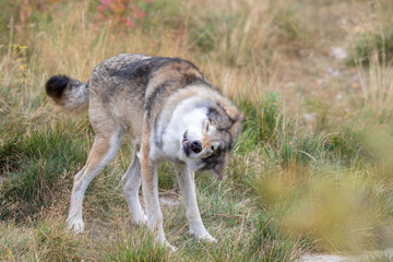 Grey Wolf - Canis lupus - shaking