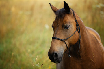 Brown warmblood horse in front of a summer grain field 