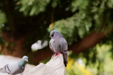 A pigeon dove bird sitting outside on a rock and cleaning its feathers with its beak