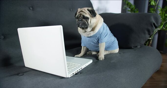 Funny cute pug dog using laptop. Looking to the screen, looking at the camera. Interesting media content. Funny pet with notebook