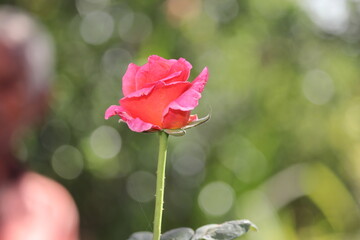 rose flower opening on red rose bud with blur background of nature