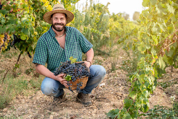 grape harvest in the vineyard