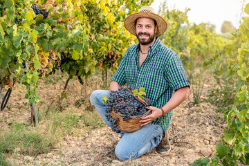grape harvest in Sicily