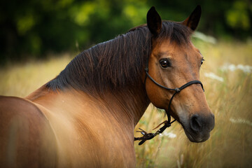 Brown warmblood horse in front of a summer grain field 