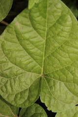 colorful season, beautiful flowers, harves, grapes, colorful leaves, fall 