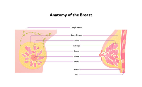 Human breast anatomy diagram. Vector flat medical illustration. Side and front view section chart isolated on white background. Design for healthcare, science, education.