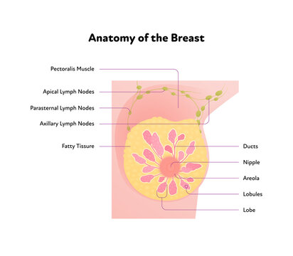 Human breast anatomy diagram. Vector flat medical illustration. Front view section chart with text isolated on white background. Design for healthcare, science, education.