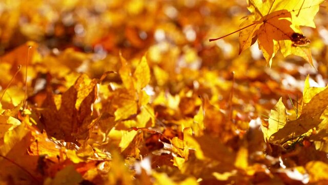 Super slow motion of falling autumn maple leaves. Filmed on high speed cinema camera, 1000 fps.