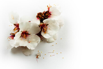Almond flower on white ground. Spring flowers. Texture, background.