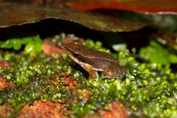 Kottigehara dancing frog or Kottigehar torrent frog, Micrixalus kottigeharensis, Agumbe Karnataka, India.  Conservation status: Critically Endangered