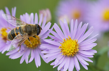 bee on a flower