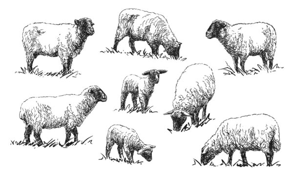 Sheep - set of farm animals, hand drawn illustrations (vector)	