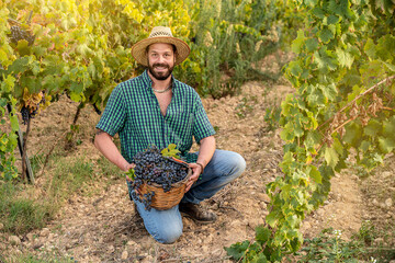 Sicilian farmer shows freshly picked grapes
