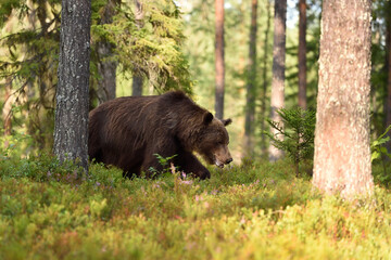 Big male bear walking in the forest