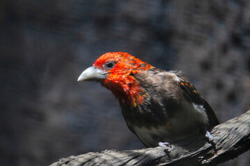 .Brown-breasted Barbet,  Lybius melanopterus, colored barbet, with a mostly red head found in...