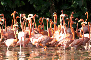 Group of Caribbean flamingos, Phoenicopterus ruber. Most flamingos have bright pink or crimson plumage, legs, and bills