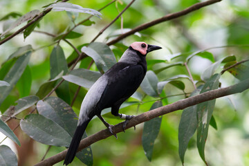 Coleto is a starling species in the monotypic genus Sarcops. It is endemic to the Philippines