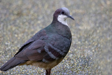 Luzon bleeding heart ground dove up close, Gallicolumba luzonica