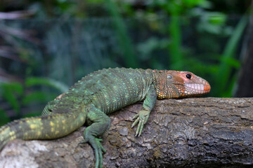 Northern Caiman Lizard is a species of lizard found in northern South America