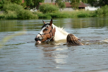 Gescheckte Pferde beim Baden im Fluß