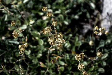 Prokletije mountains