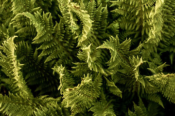 Prokletije mountains