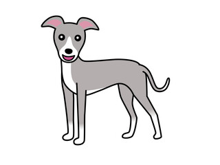 イタリアングレーハウンド