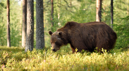 Big male bear with serious glance in the forest at summer