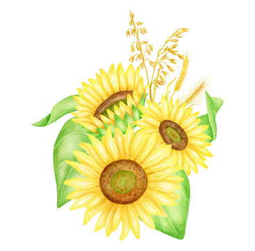 Watercolor sunflowers with spikelets and leaves, hand drawn illustration. Fall floral arrangement. Bunch of yellow autumn flowers isolated on white background. Botanical drawing for wedding, cards.