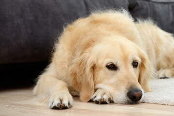 golden retriever dog lying in the living room