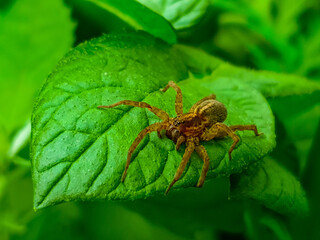 spider on a leaf