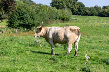 A brown cow side shot in a green field