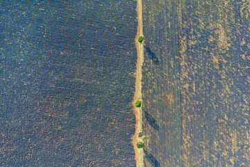 Luftaufnahme, Drohnenfoto von blühenden Lavendelfeldern mit Feldweg und drei einzelnen Bäumen auf...