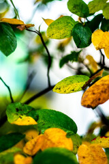 Fototapeta na wymiar Blätter in Herbstfarben