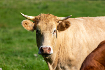 a close up on the head of a cow with flies