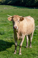 Fototapeta na wymiar a close up on the head of a cow with flies