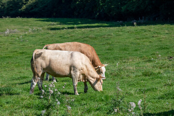 A brown cow side shot in a green field