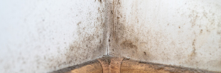 dust in the corner of the room. real old neglected dusty dirt, dirty toxic mold and fungus bacteria on the white wall, skirting board and wooden floor in the home in the apartment close up. banner - obrazy, fototapety, plakaty